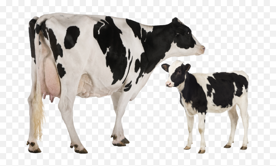 Holstein Friesian Cattle Heck - Cow Images Png Hd,Cattle Png