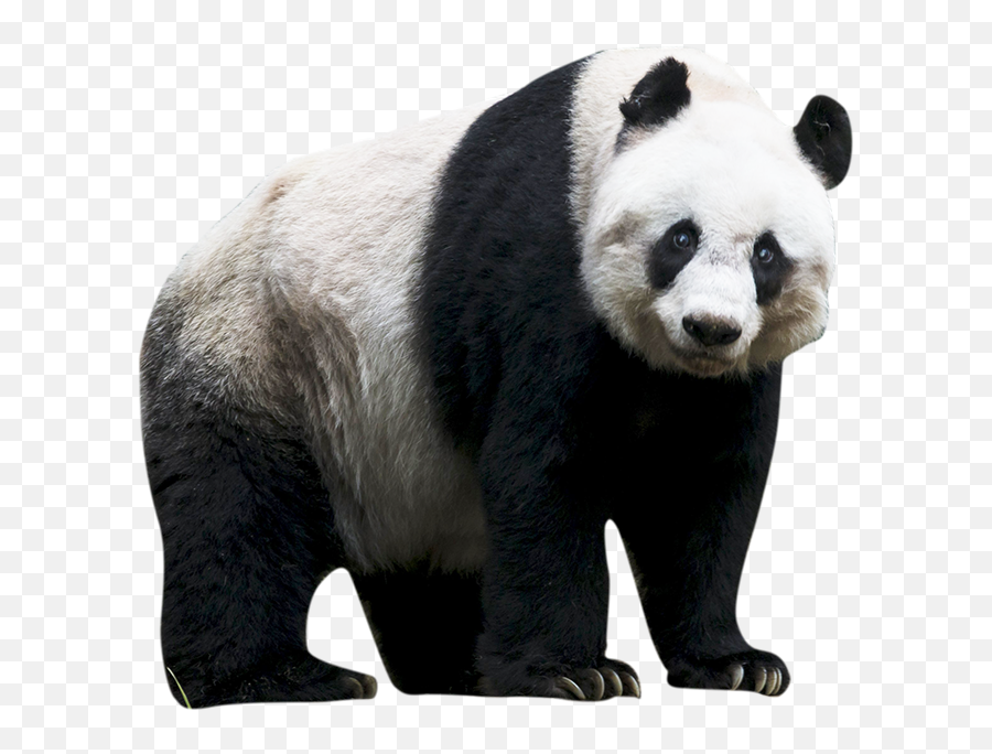 Panda Png Images Free Download - Panda Transparent Background,Kung Fu Panda Png