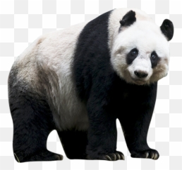 Panda Png Images Free Download - Transparent Background