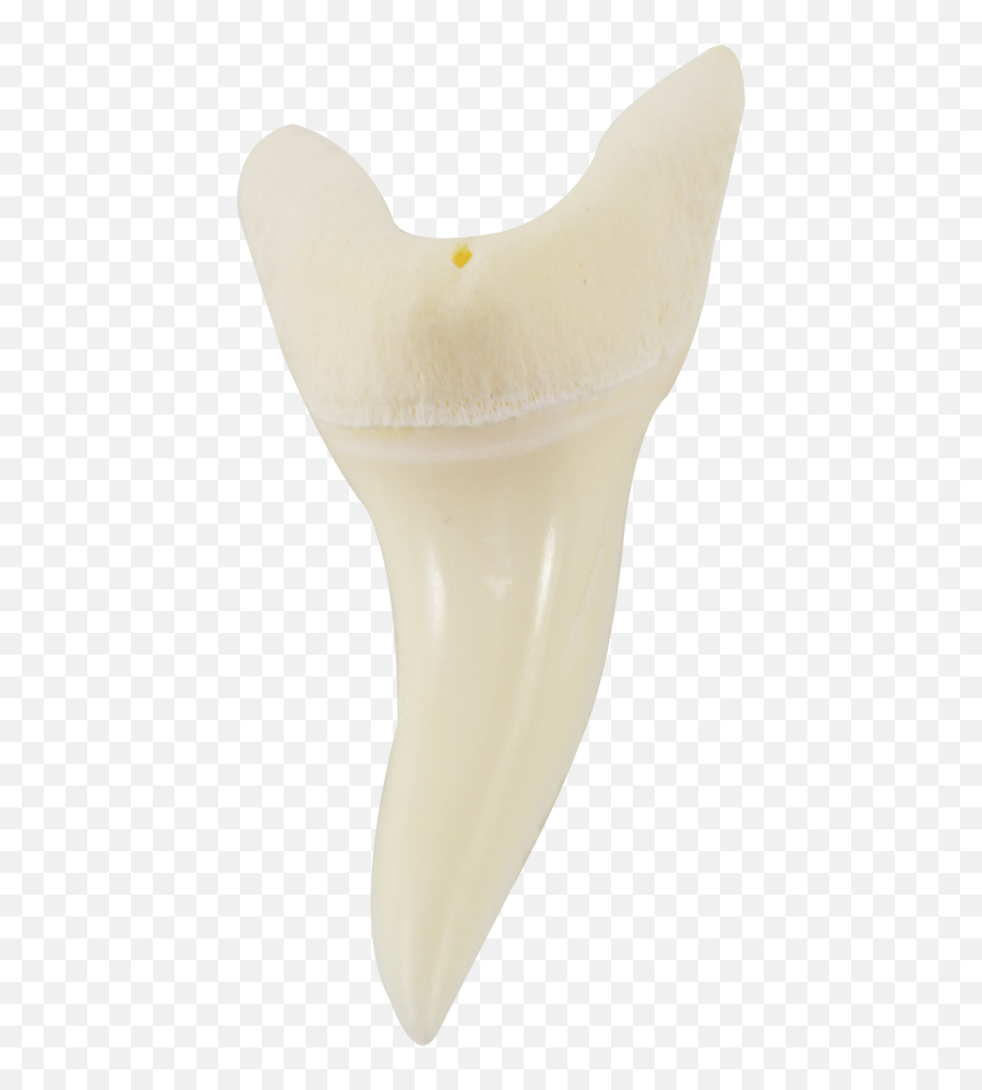 Shark Tooth Png Teeth