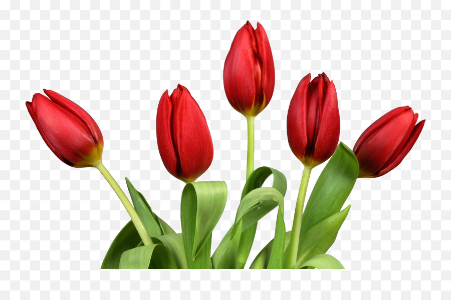 Tulip Flower Png Images Free Gallery - Tulip Png,Flowers Png