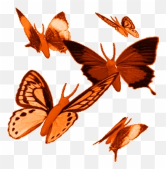 Tammy Lee Butterfly Gif Images Image Glitter - Animated Butterflies png