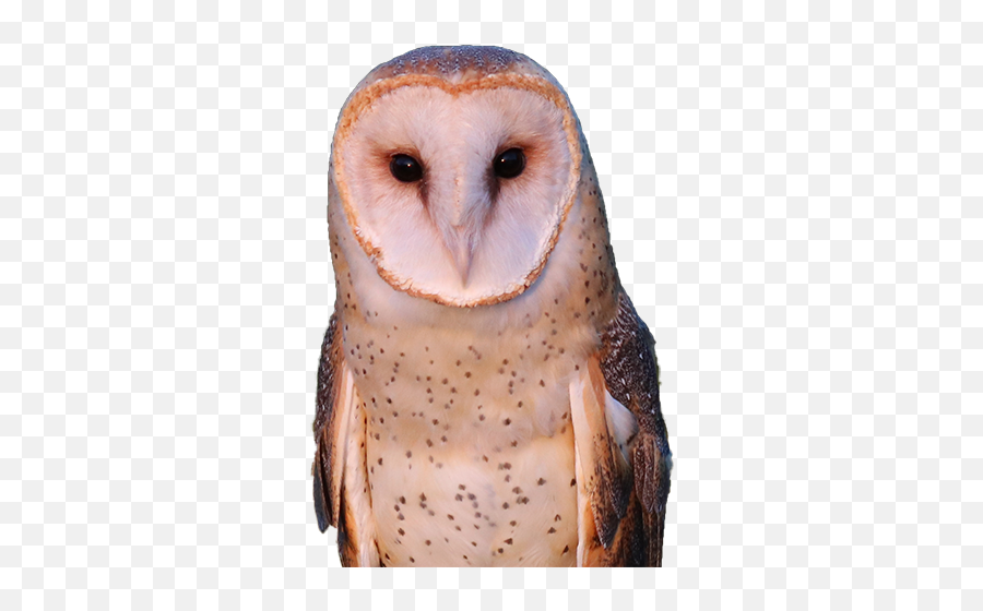 De Witt Birds Of Prey Center Png Barn Owl Icon