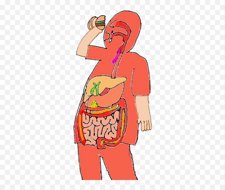 Digestive System For Kids Gif - Clipart Digestive System Gif Png,Digestive System Icon