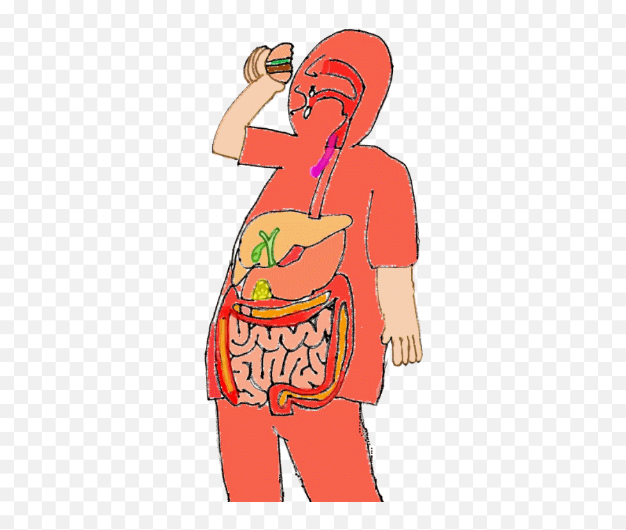 digestive system gif