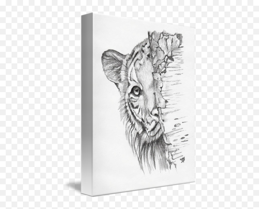 Peeking Tiger By Brandy House - Tiger Peeking Drawing Png,Peeking Png