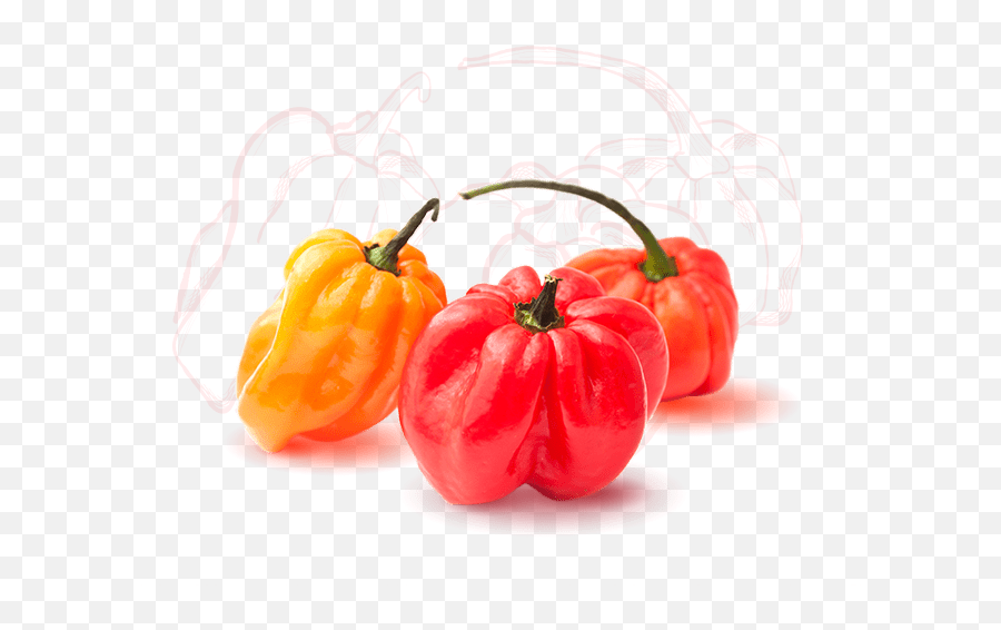 Golden Krust Caribbean Restaurant - Scotch Bonnet Pepper Transparent Png,Blue Bonnet Icon