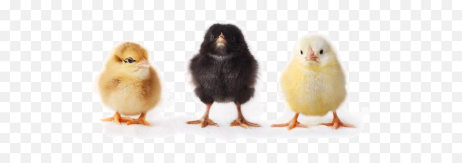 Baby Chick Png 4 Image - Baby Chick Transparent Background,Baby Chicks Png