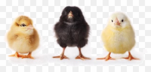 Baby Chick Png 4 Image - Transparent Background
