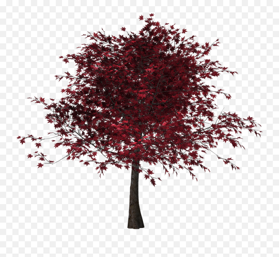 Tree Autumn Leaves Red - Free Image On Pixabay Transparent Red Leaves Tree Png,Fall Trees Png