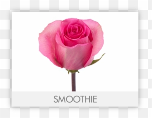 Pink U2013 The Queenu0027s Flowers - Language png