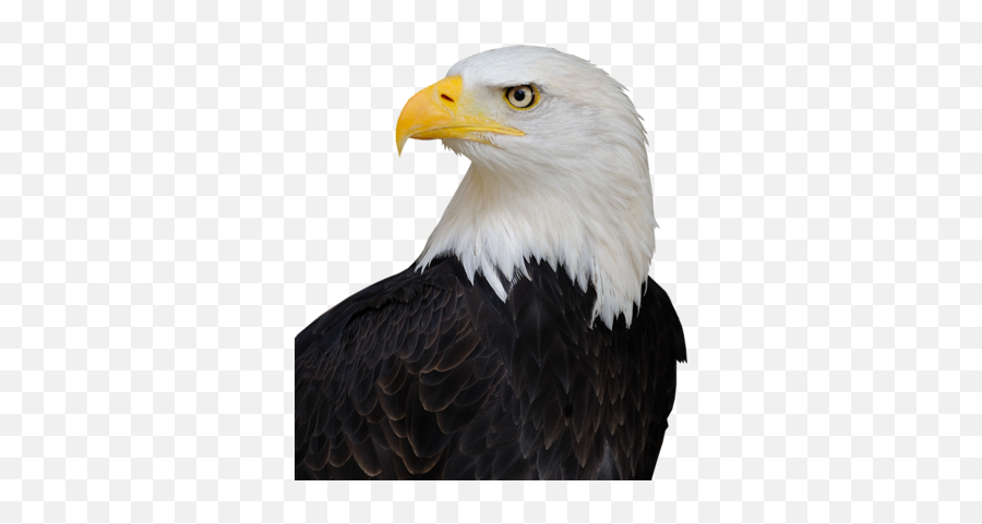Download Hd Bald Eagle Psd - Bald Eagle Trump Hair Bald Eagles In Ohio Png,Eagle Head Png