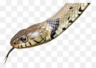 The Revealing Reptiles Project U2013 Durham Wildlife Trust - Serpent Snake Heads Png,Reptiles Png