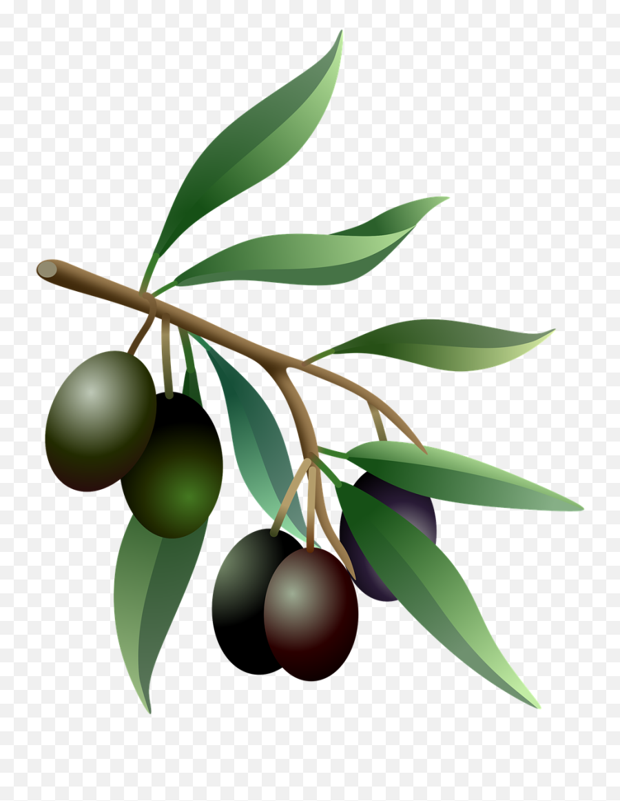 Olives Oil Fruits Olive - Olive Branch Real Png,Olive Png