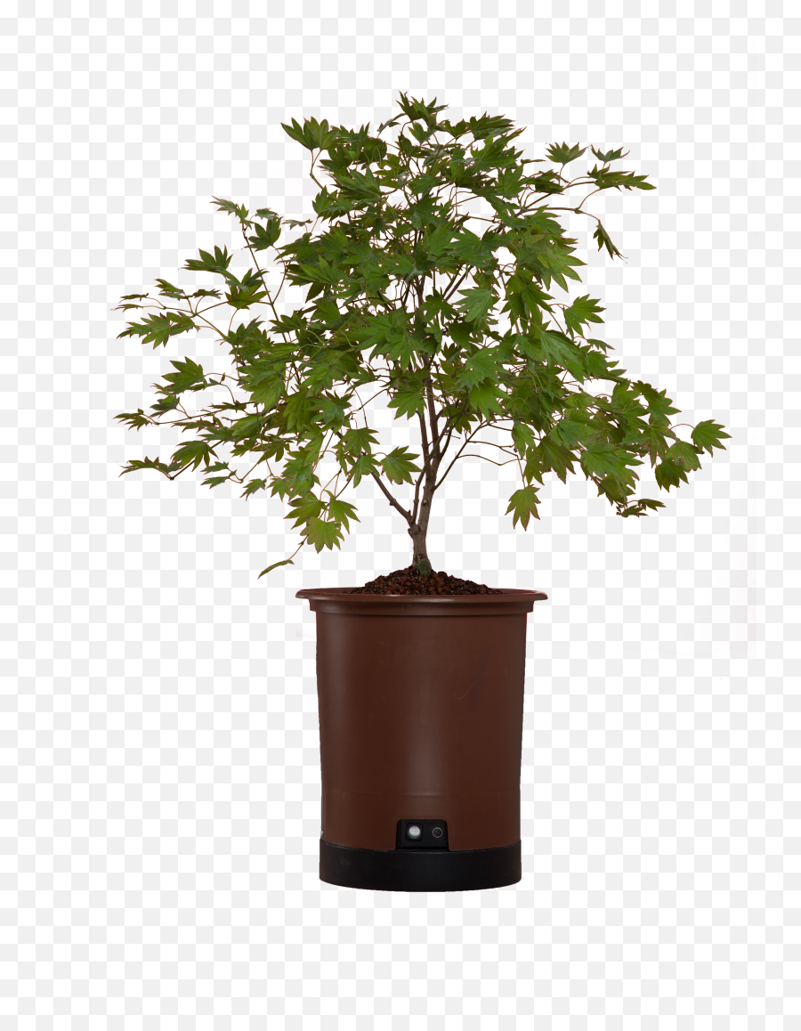 Download Hd Japanese Maple Png - Sageretia Theezans,Japanese Maple Png