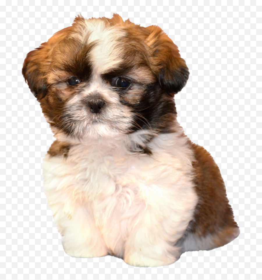 Shih Tzu Transparent Background - Morkie Shih Tzu Puppies Png,Dog Transparent Background