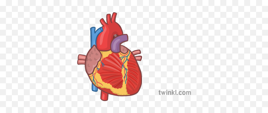 Human Heart Organ 1 Illustration - Illustration Png,Heart Organ Png