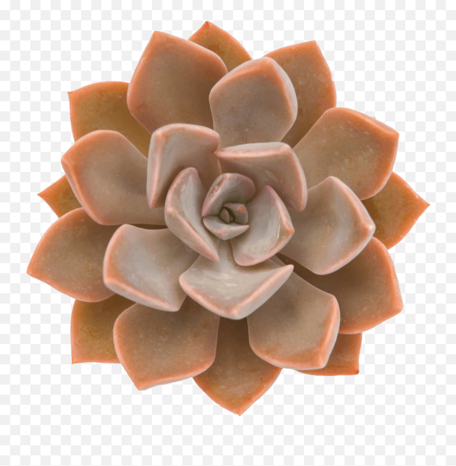 9 Outstanding Orange Succulents - Orange Echeveria Png,Succulents Png