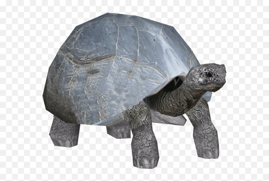 Tortoise Png Images 2 Image - Aldabra Giant Tortoise Png Transparent,Tortoise Png