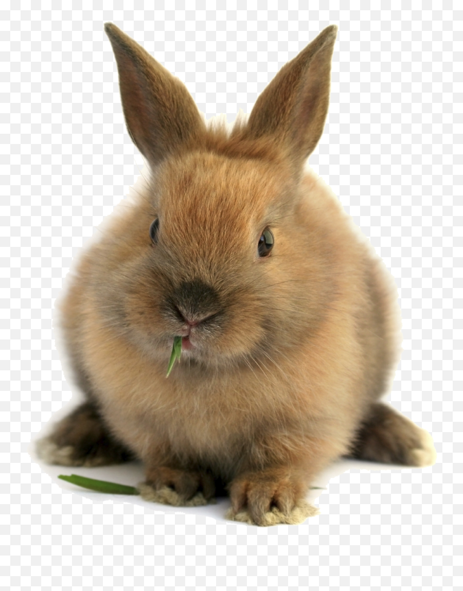 Rabbit Bunny Png Download Image Arts - Bunny Png,White Bunny Png