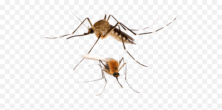 Download Are You Having Problems With Mosquito In Your Home - Mosquito Anopheles Png,Mosquito Transparent Background