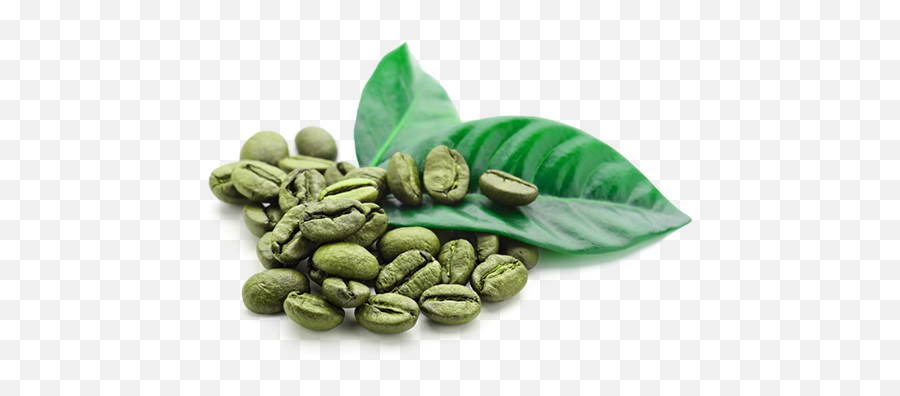 Green Coffee Bean Png 2 Image - Green Coffee Side Effects,Coffee Beans Transparent Background