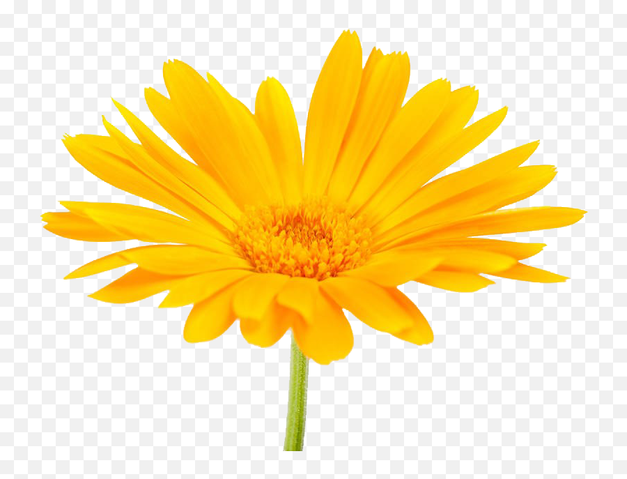 Download - Pot Marigold Png Image With No Png Calendula,Marigold Png