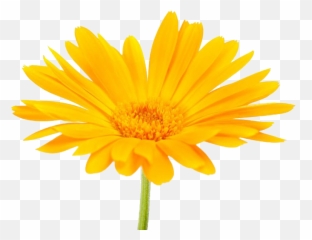 Download - Pot Marigold Png Image With No Png Calendula,Marigold Png