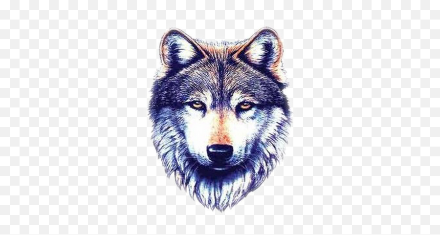 Latest Wolf Tattoo Designs White Images 6342 Transparentpng Wolf Face Png Transparent Wolf Head Png Free Transparent Png Images Pngaaa Com