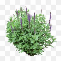 Transparent Png Clipart Free - Small Shrub