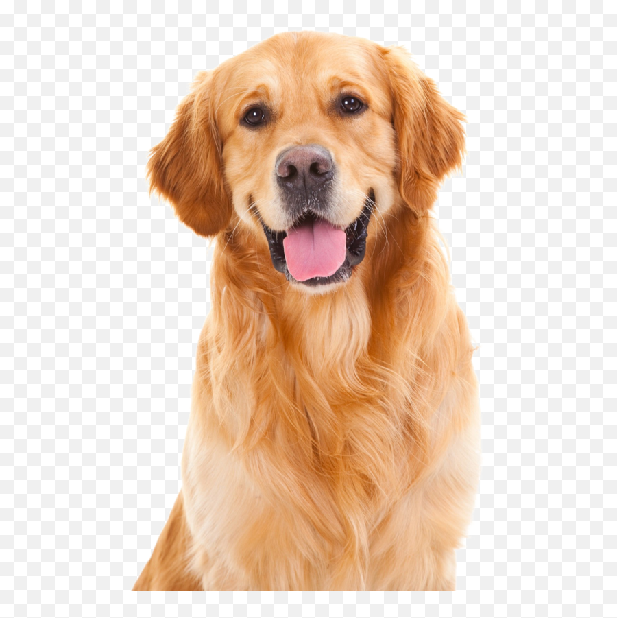 Dog Golden Retriever Clipart - Dog Clipart Golden Retriever Clipart Png,Golden Retriever Png