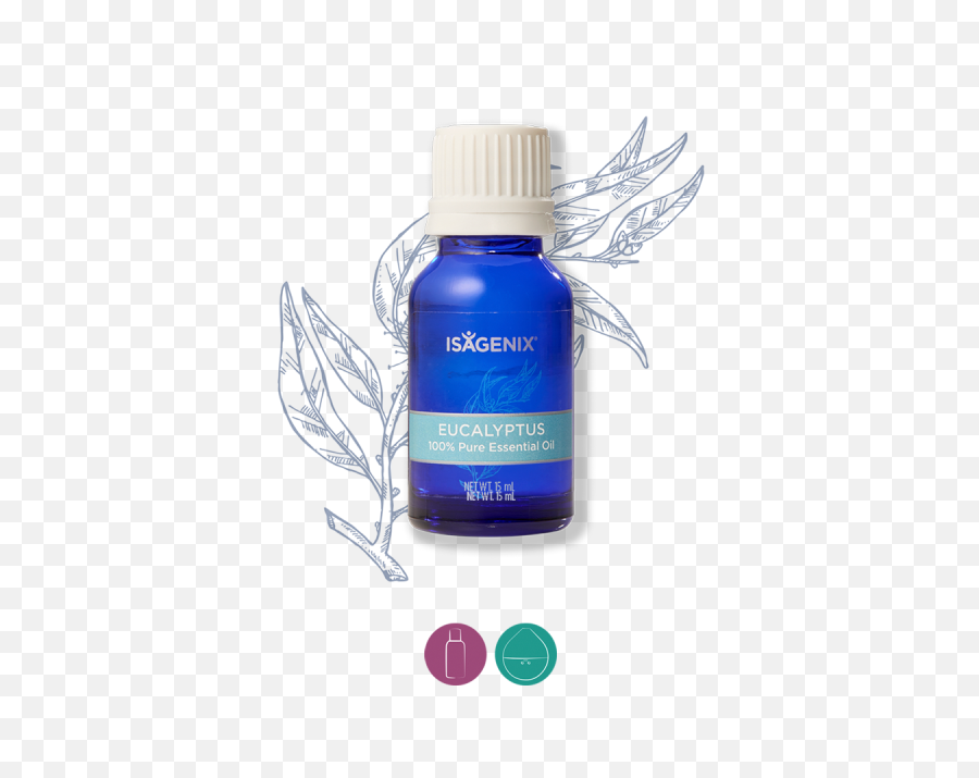 Eucalyptus Png - Eucalyptus Essential Oil 2561023 Vippng Essential Oil,Eucalyptus Png