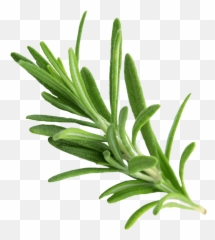 Dill Potato Cake Recipe - Fresh Png,Rosemary Png
