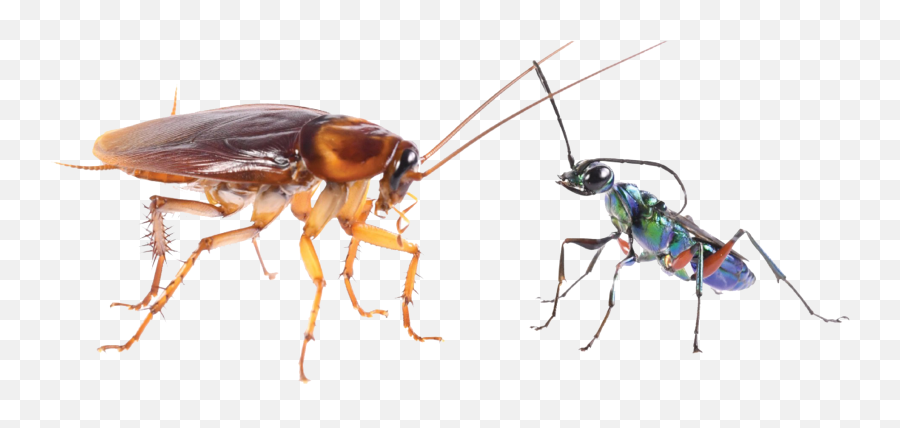 Cockroach Png Transparent Image - Ant,Cockroach Png