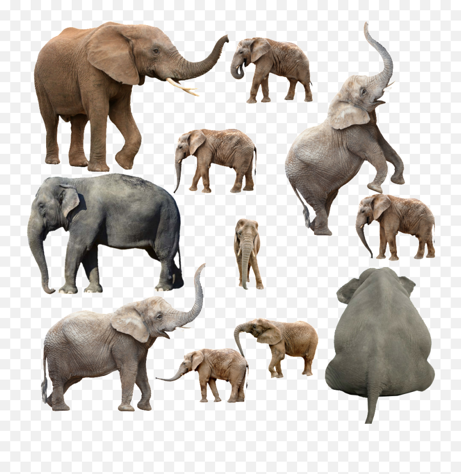 Various Poses Of Elephant Transparent Png Images - Keyring Elephant Poses Png,Elephant Transparent