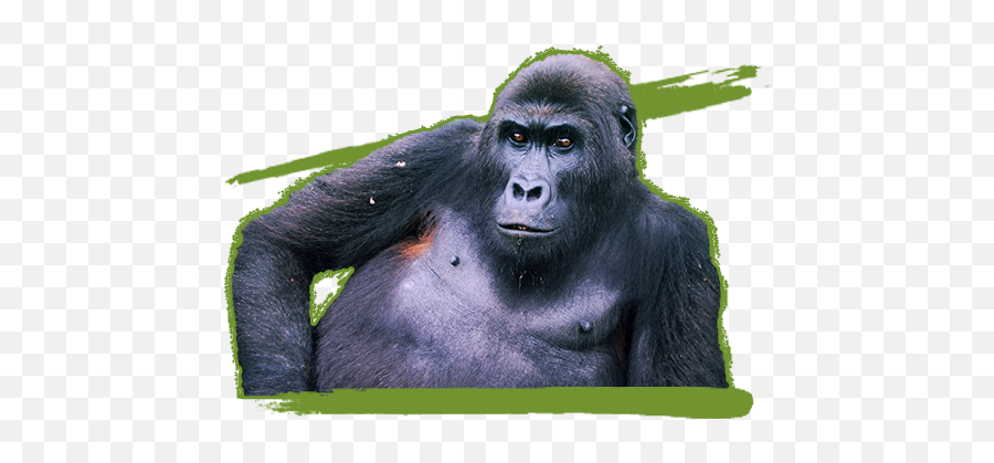 Download Hd Itebero - Common Chimpanzee Transparent Png Ugly,Chimpanzee Png