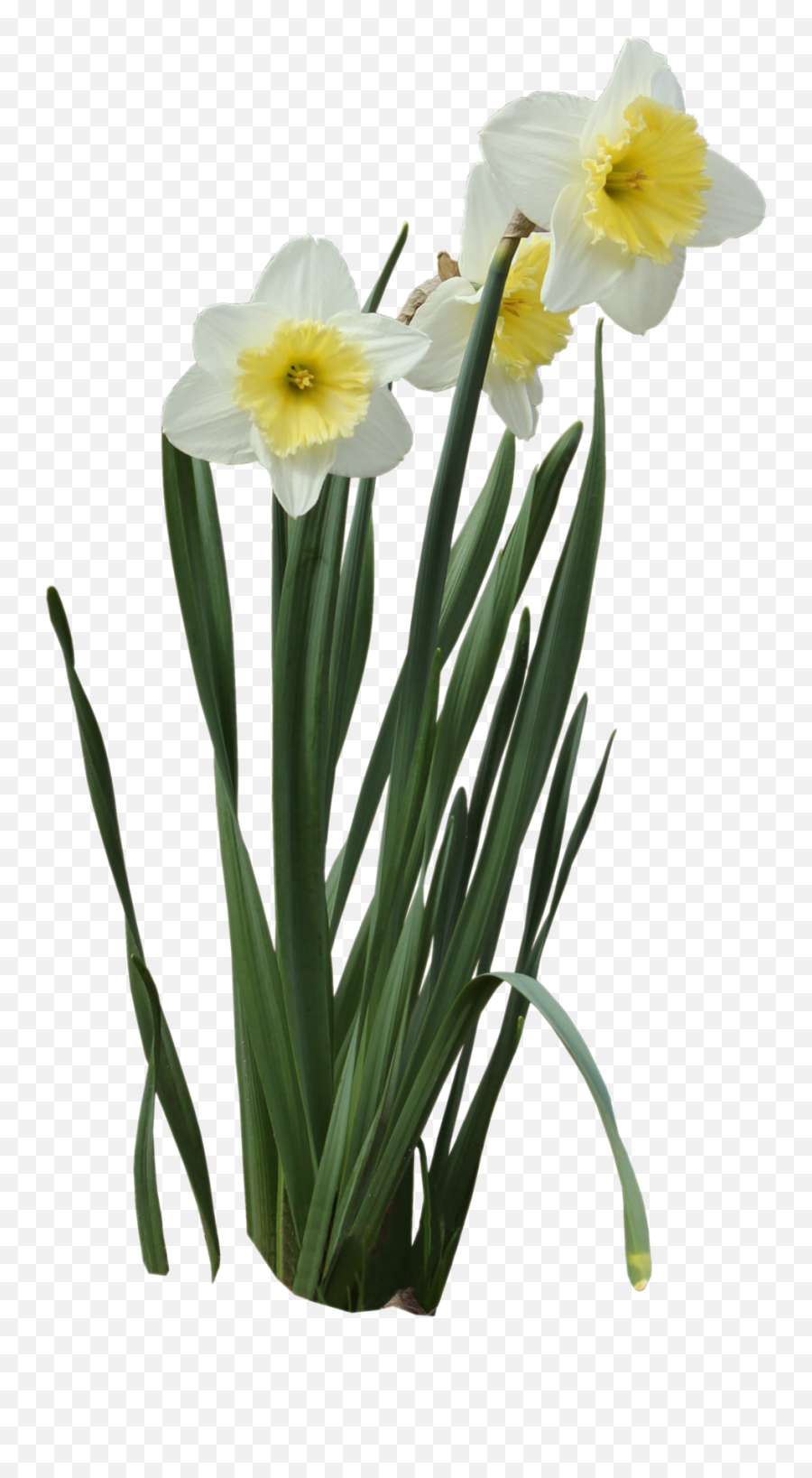 Clip Art - Daffodils Png,Daffodil Png