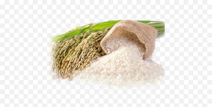 Buy Organic Rice Online - Organic Rice Png,Rice Png