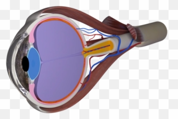 Graphics Defacto Trialworks - Racket png
