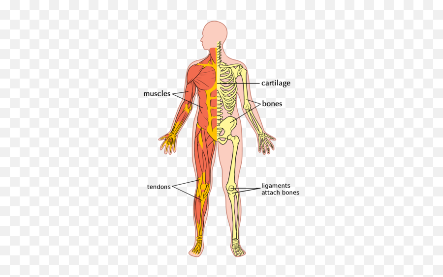 The Digestive System Systems In Human Body Siyavula - Components Of The Musculoskeletal System Png,Digestive System Png