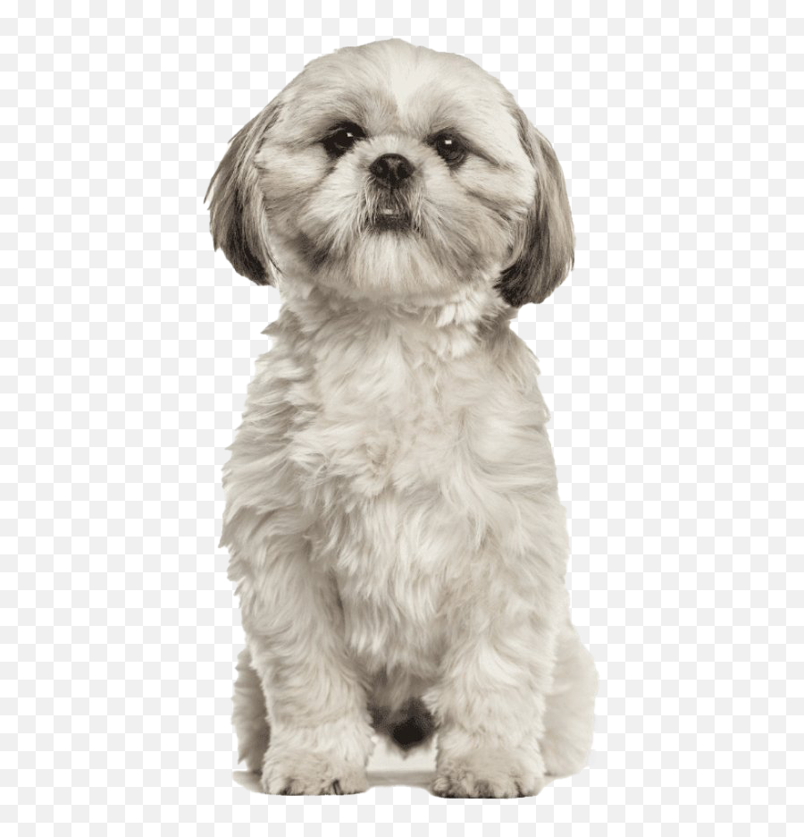 Shih Tzu Puppy Png Picture - Shih Tzu Dog Breed,Shih Tzu Png