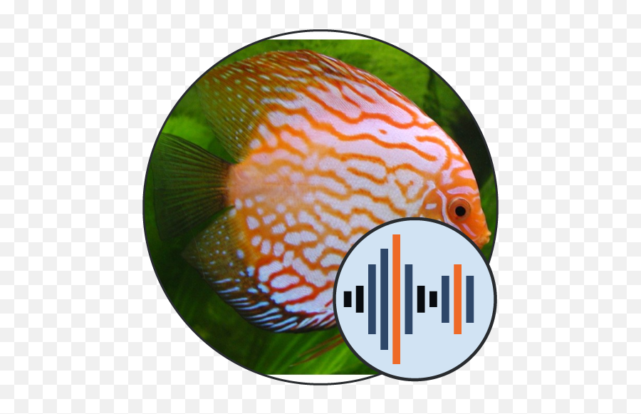 Fish Soundboard 101 Soundboards - Fish Png,Discus Icon