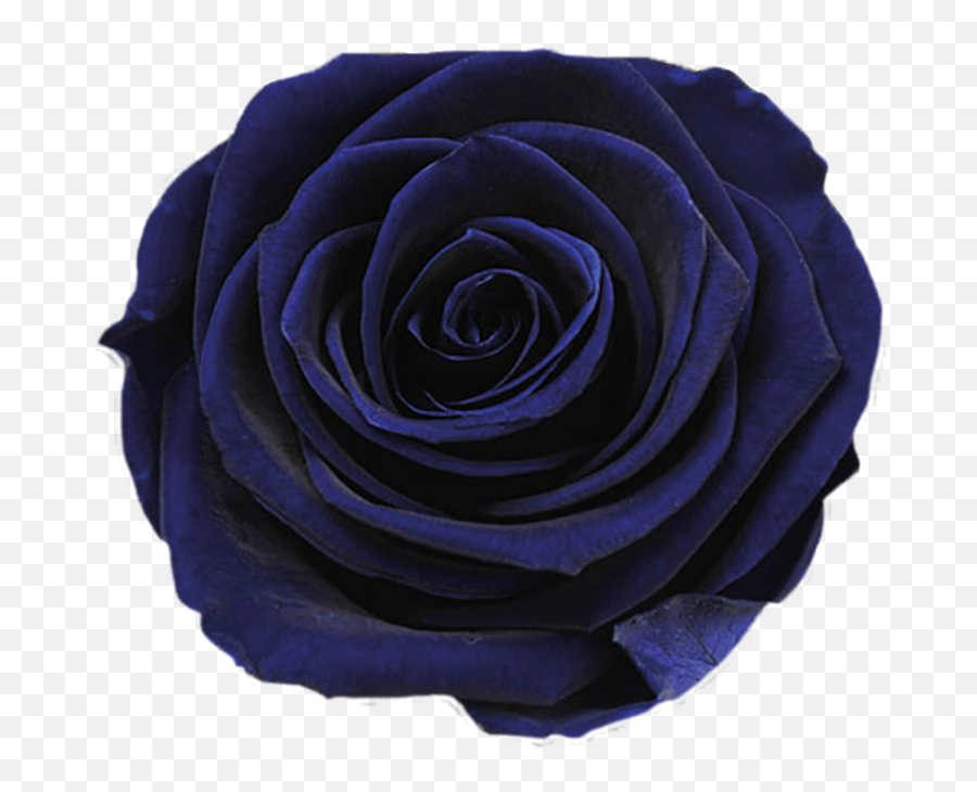 Hd Ice Rose Dark Blue - Dark Blue Flower 969893 Png Dark Blue Rose Transparent Png,Real Rose Png