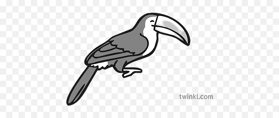 Toucan Icon Du A Gwyn Illustration - Twinkl Hornbill Png,Du Icon