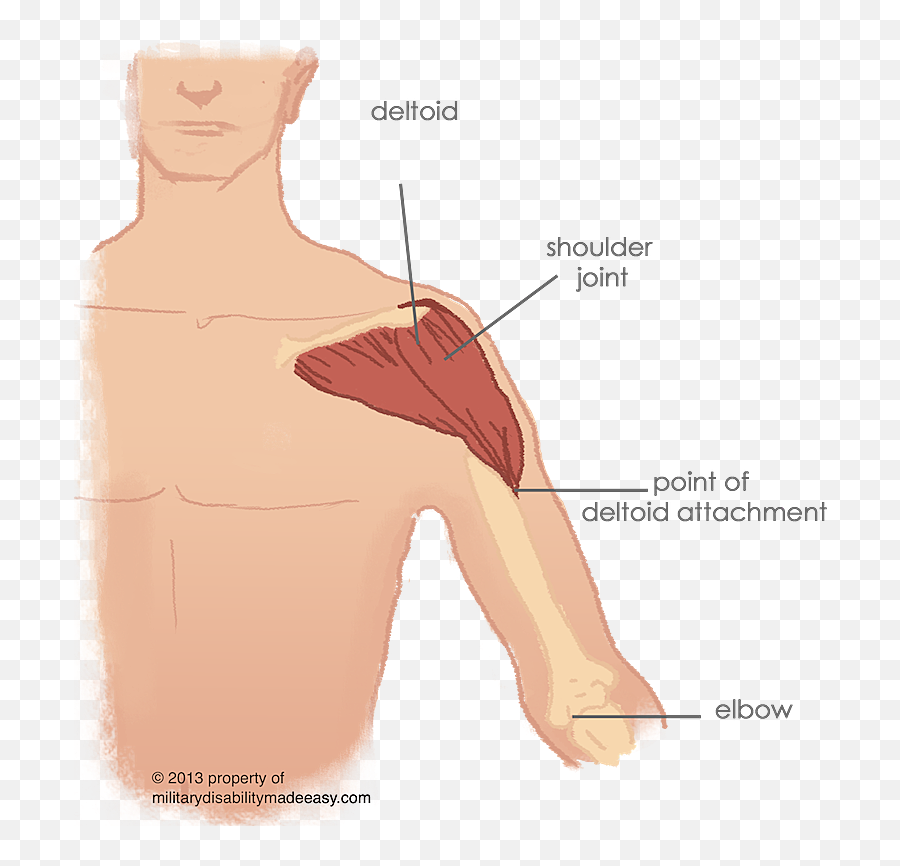 Index Of Imagesshoulder Muscles - Deltoid Muscle Simple Diagram Png,Muscles Png