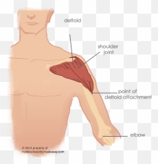 Index Of Imagesshoulder Muscles - Deltoid Muscle Simple Diagram png