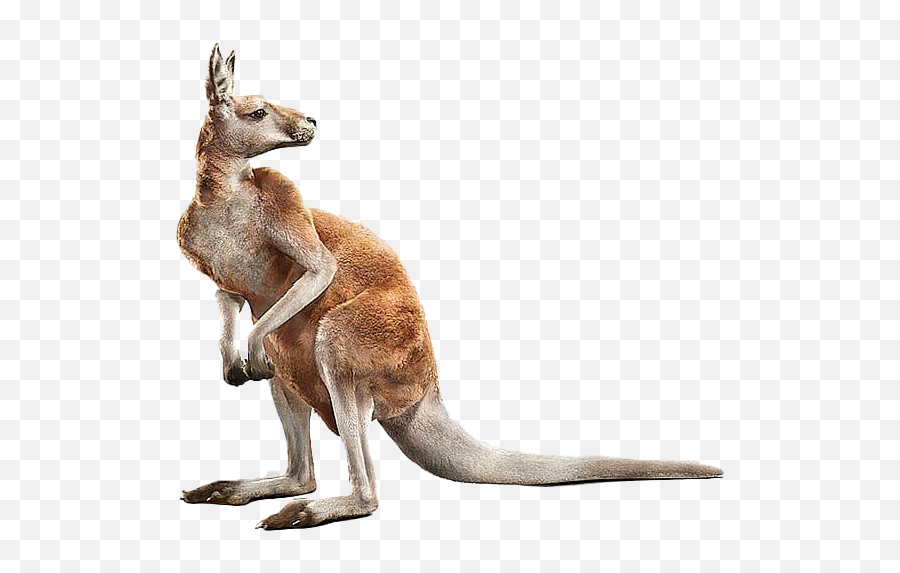 Joey Kangaroo Download Png Image Mart - Animals Png,Kangaroo Transparent Background