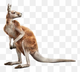 Joey Kangaroo Download Png Image Mart - Animals Png,Kangaroo Transparent Background