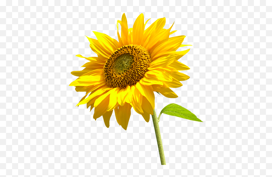 Sunflower Left Transparent Png - Sun Flower Png,Transparent Sunflower
