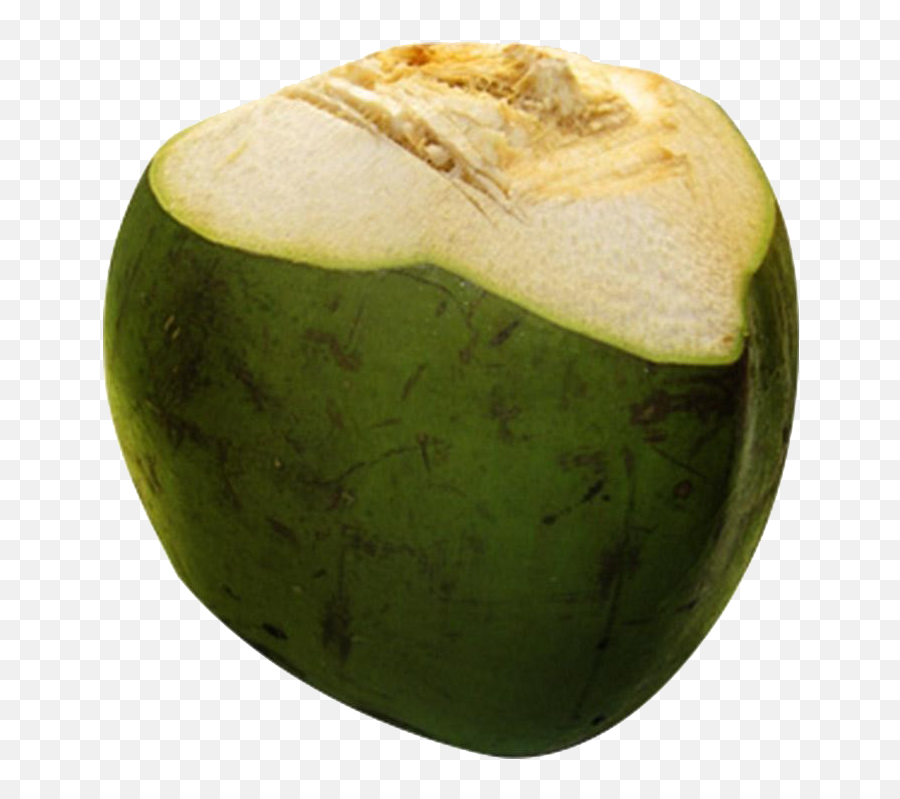 Coconut Png Transparent Images Free Download - Green Coconut,Coconut Png